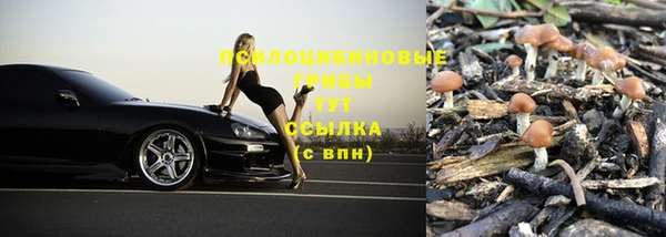 шишки Арсеньев